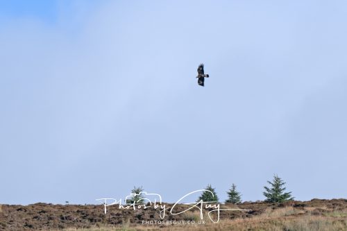 16 October 2026 - Close to Lamlash,  Isle of Arran -Golden Eagles