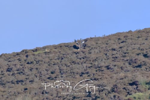 16 October 2026 - Close to Lamlash,  Isle of Arran -Golden Eagles