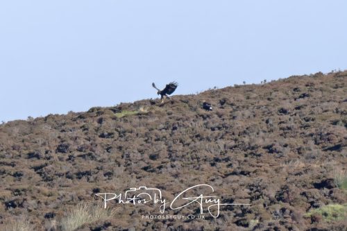 16 October 2026 - Close to Lamlash,  Isle of Arran -Golden Eagles