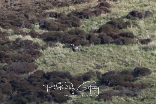 16 October 2026 - Close to Lamlash,  Isle of Arran -Golden Eagles