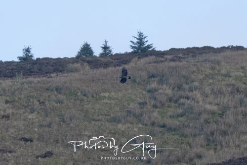 16 October 2026 - Close to Lamlash,  Isle of Arran -Golden Eagles