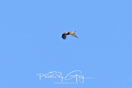 16 October 2026 - Close to Lamlash,  Isle of Arran -Golden Eagles
