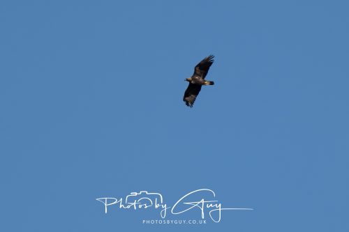16 October 2026 - Close to Lamlash,  Isle of Arran -Golden Eagles