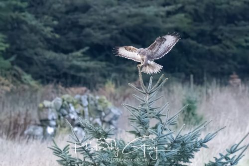 16 October 2026 - Whiting Bay,  Isle of Arran -Buzzard
