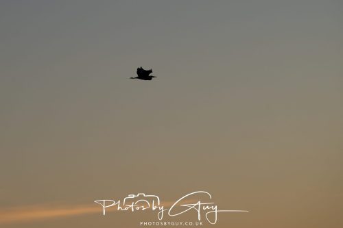 17 October 2026 - Kingscross , Arran - Heron at ~Dawn