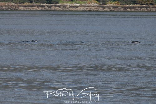 17 October 2026 - Sea Between Arran and Troon on the Ferry Alfred - Common Dolphin