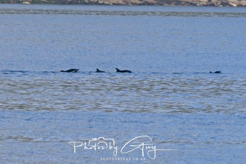 17 October 2026 - Sea Between Arran and Troon on the Ferry Alfred - Common Dolphin