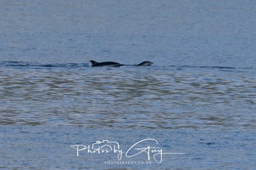 17 October 2026 - Sea Between Arran and Troon on the Ferry Alfred - Common Dolphin