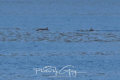 17 October 2026 - Sea Between Arran and Troon on the Ferry Alfred - Common Dolphin