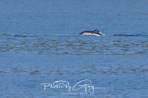 17 October 2026 - Sea Between Arran and Troon on the Ferry Alfred - Common Dolphin