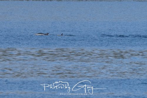 17 October 2026 - Sea Between Arran and Troon on the Ferry Alfred - Common Dolphin