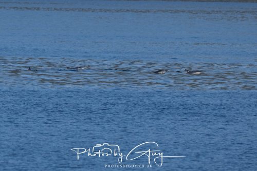 17 October 2026 - Sea Between Arran and Troon on the Ferry Alfred - Common Dolphin