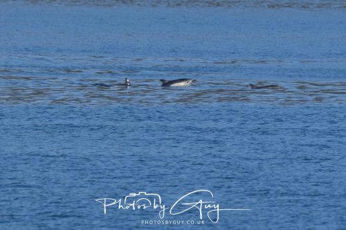 17 October 2026 - Sea Between Arran and Troon on the Ferry Alfred - Common Dolphin