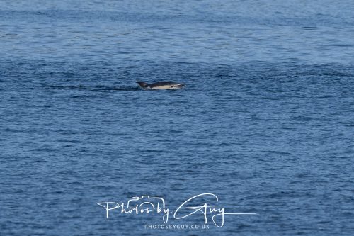 17 October 2026 - Sea Between Arran and Troon on the Ferry Alfred - Common Dolphin