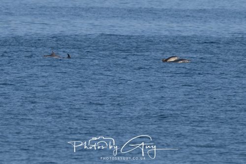 17 October 2026 - Sea Between Arran and Troon on the Ferry Alfred - Common Dolphin