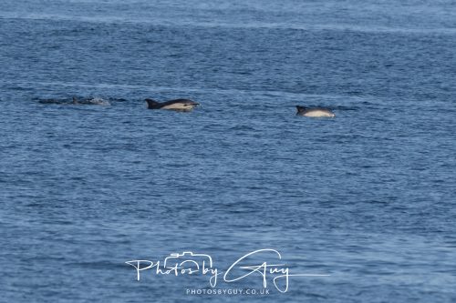 17 October 2026 - Sea Between Arran and Troon on the Ferry Alfred - Common Dolphin