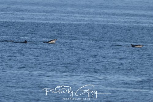 17 October 2026 - Sea Between Arran and Troon on the Ferry Alfred - Common Dolphin