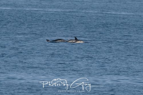 17 October 2026 - Sea Between Arran and Troon on the Ferry Alfred - Common Dolphin