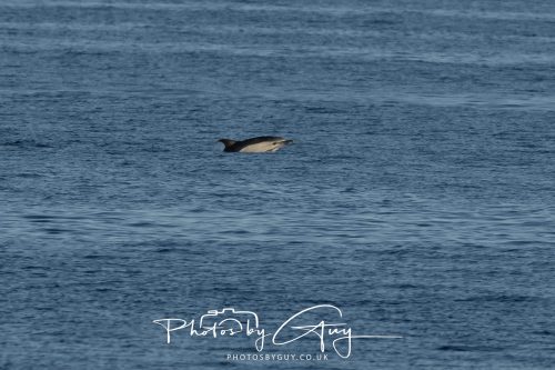 17 October 2026 - Sea Between Arran and Troon on the Ferry Alfred - Common Dolphin