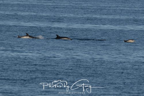 17 October 2026 - Sea Between Arran and Troon on the Ferry Alfred - Common Dolphin