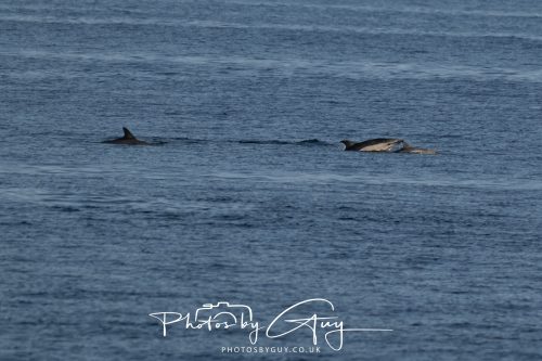17 October 2026 - Sea Between Arran and Troon on the Ferry Alfred - Common Dolphin