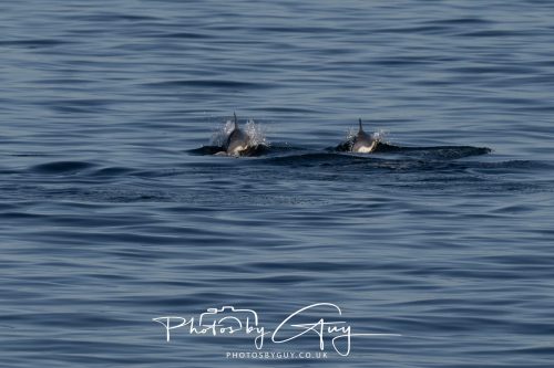 17 October 2026 - Sea Between Arran and Troon on the Ferry Alfred - Common Dolphin