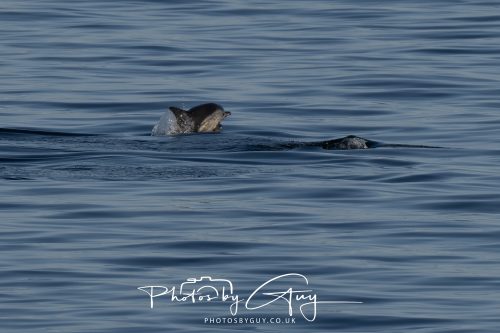 17 October 2026 - Sea Between Arran and Troon on the Ferry Alfred - Common Dolphin