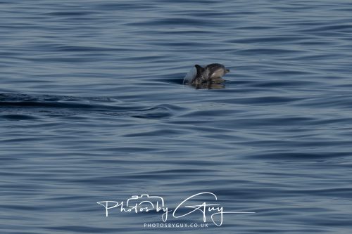 17 October 2026 - Sea Between Arran and Troon on the Ferry Alfred - Common Dolphin
