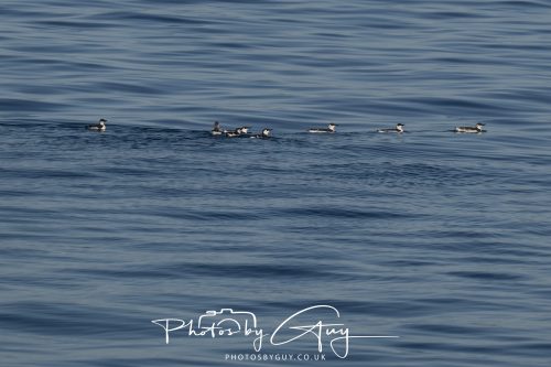 17 October 2026 - Sea Between Arran and Troon on the Ferry Alfred - Guillemot's