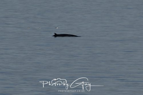 17 October 2026 - Sea Between Arran and Troon on the Ferry Alfred - Minky Whale