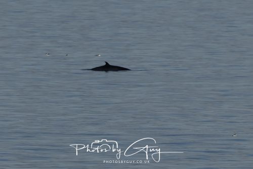 17 October 2026 - Sea Between Arran and Troon on the Ferry Alfred - Minky Whale