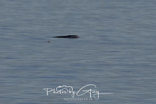 17 October 2026 - Sea Between Arran and Troon on the Ferry Alfred - Minky Whale