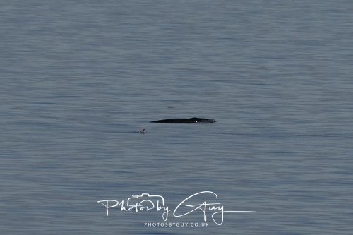 17 October 2026 - Sea Between Arran and Troon on the Ferry Alfred - Minky Whale