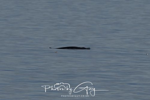 17 October 2026 - Sea Between Arran and Troon on the Ferry Alfred - Minky Whale