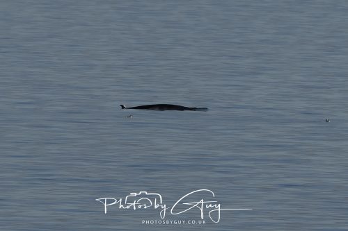 17 October 2026 - Sea Between Arran and Troon on the Ferry Alfred - Minky Whale