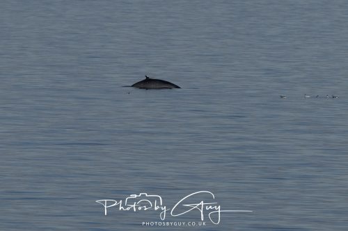 17 October 2026 - Sea Between Arran and Troon on the Ferry Alfred - Minky Whale