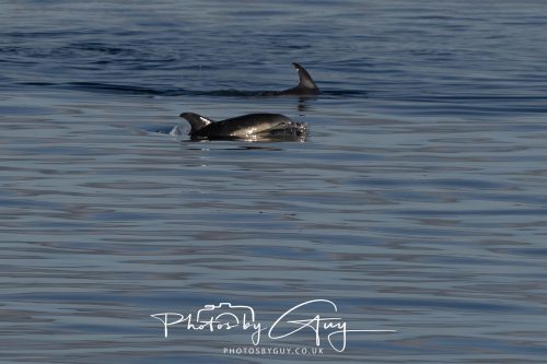 17 October 2026 - Sea Between Arran and Troon on the Ferry Alfred - Common Dolphin