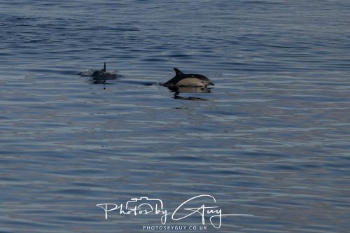 17 October 2026 - Sea Between Arran and Troon on the Ferry Alfred - Common Dolphin