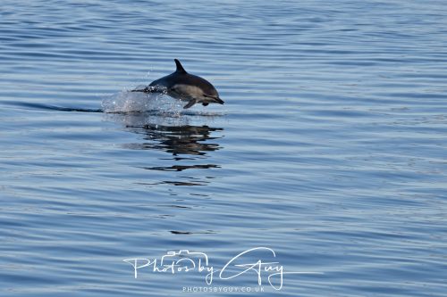 17 October 2026 - Sea Between Arran and Troon on the Ferry Alfred - Common Dolphin