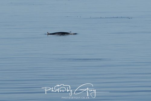 17 October 2026 - Sea Between Arran and Troon on the Ferry Alfred - Minky Whale