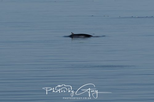 17 October 2026 - Sea Between Arran and Troon on the Ferry Alfred - Minky Whale