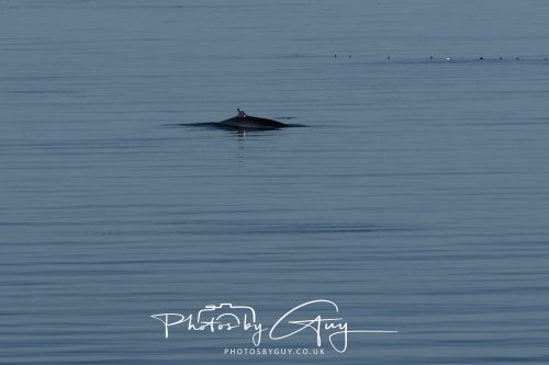 17 October 2026 - Sea Between Arran and Troon on the Ferry Alfred - Minky Whale
