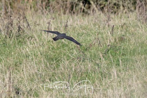 18 October 2026 - Near to Whitehaven, Cumbria - Sparrow Hawk
