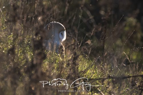 18 October 2026 - Near to Whitehaven, Cumbria - Barn Owl