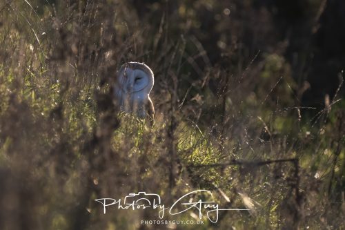 18 October 2026 - Near to Whitehaven, Cumbria - Barn Owl