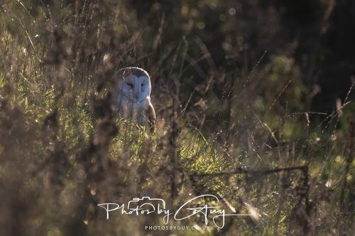 18 October 2026 - Near to Whitehaven, Cumbria - Barn Owl