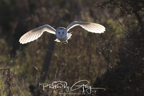 18 October 2026 - Near to Whitehaven, Cumbria - Barn Owl