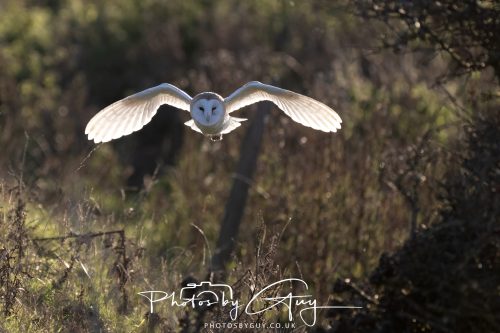 18 October 2026 - Near to Whitehaven, Cumbria - Barn Owl