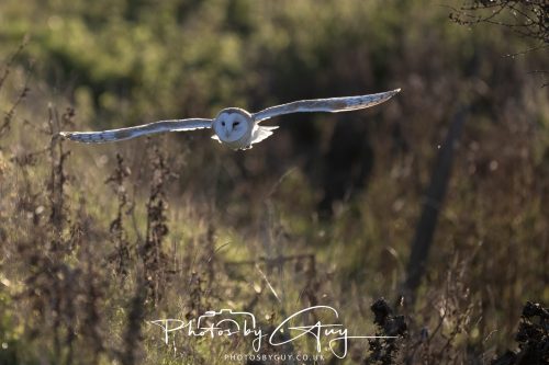 18 October 2026 - Near to Whitehaven, Cumbria - Barn Owl