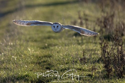 18 October 2026 - Near to Whitehaven, Cumbria - Barn Owl